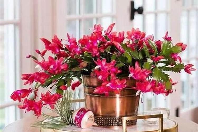 昙花怎样施肥