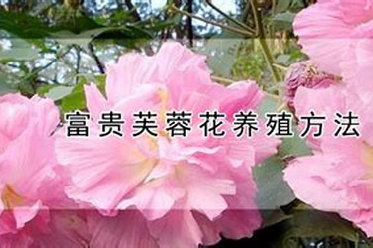 芙蓉花怎么施肥