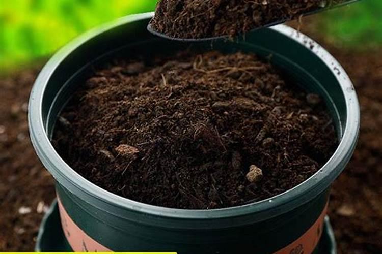 芙蓉花刚刚打了花骨朵,应该加什么肥？