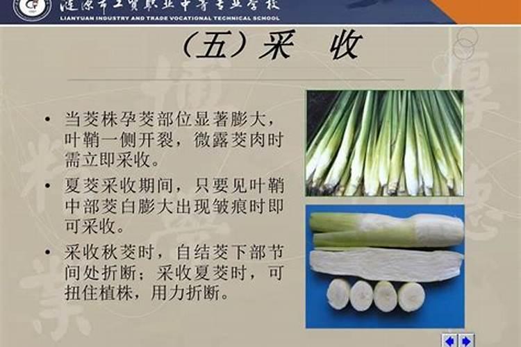 藠头施肥用什么肥料