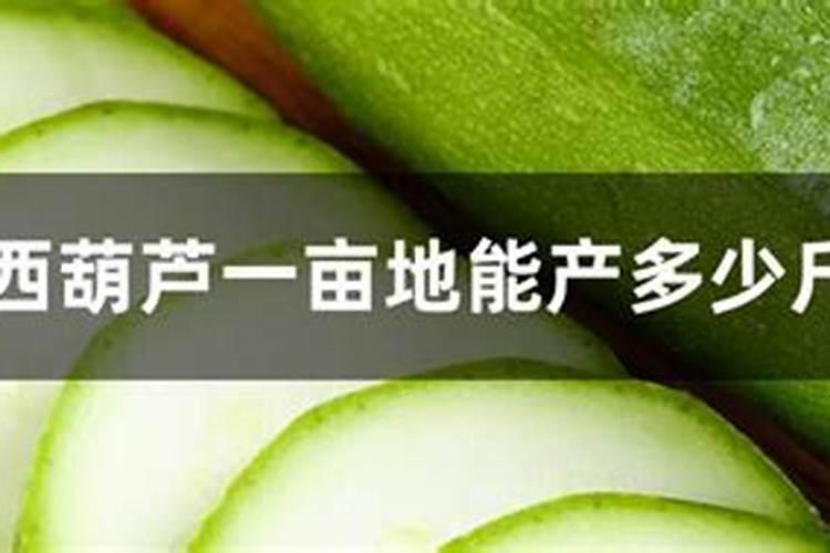 西葫芦的短粗瓜品相不好,怎么防治西葫芦的短粗瓜？
