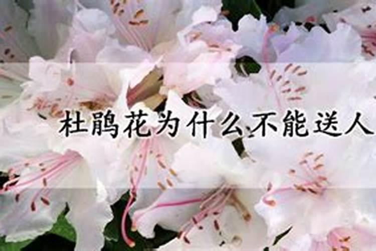 杜鹃浇什么肥料合适