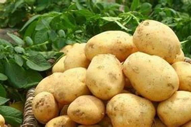 土豆什么时候该施钾肥？土豆钾肥施用方法是什么？