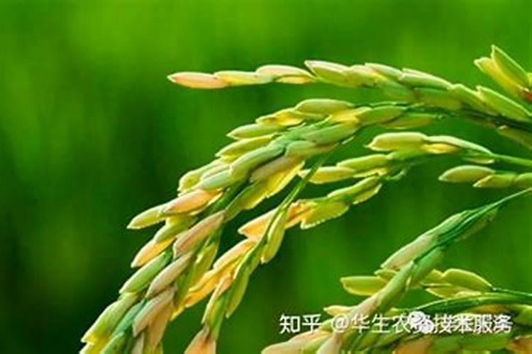 磷酸二氢钾与噻呋酰胺加芸苔素是否可以混合使用？