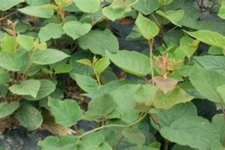 野生猴桃要怎么种植化肥焼根怎样救治？