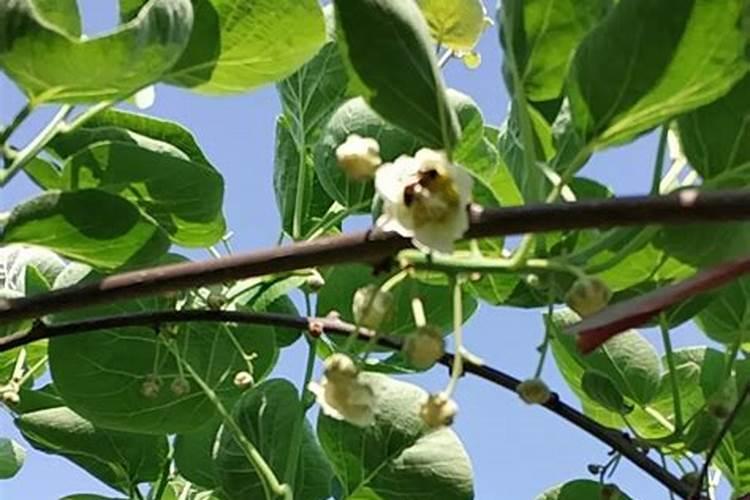 如何提高猕猴桃的储备营养？