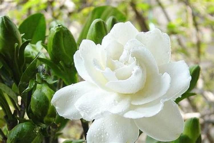 给月季和栀子花咋样施磷酸二氢钾肥