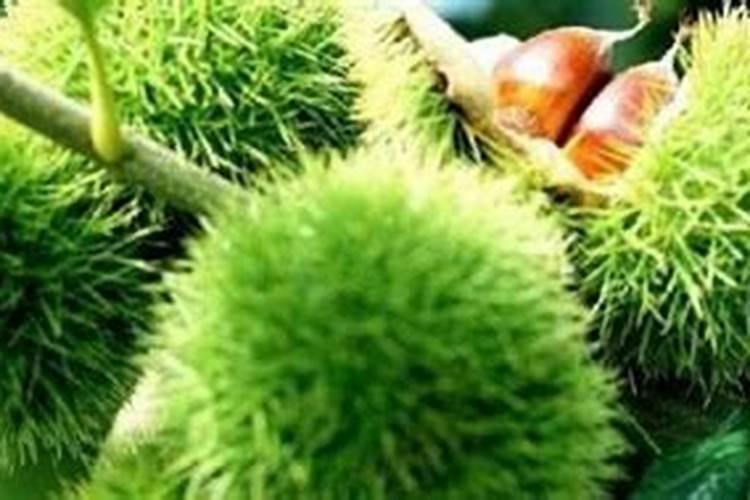 载栗子树当年可以追肥吗？