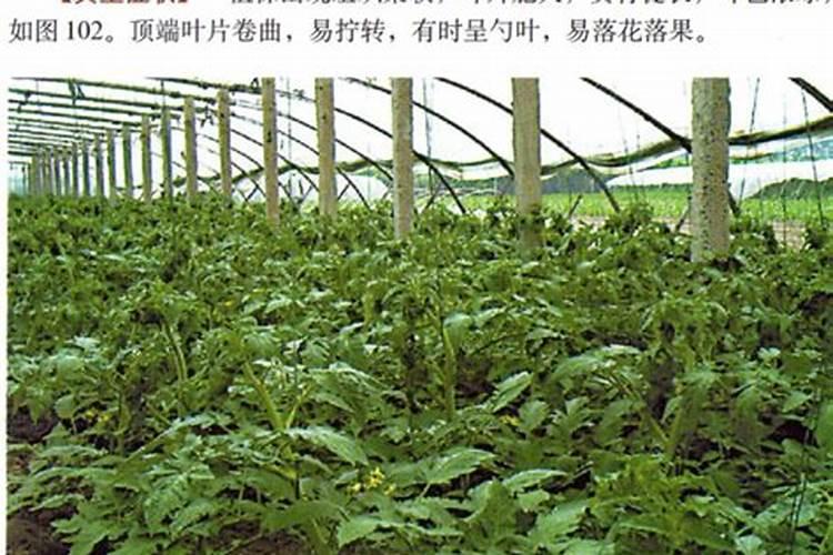 冬茬西红柿营养过剩,光长叶不长果怎么办？