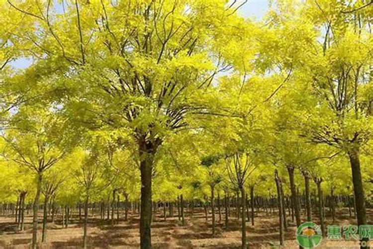 一年的国槐小苗需要什么肥料