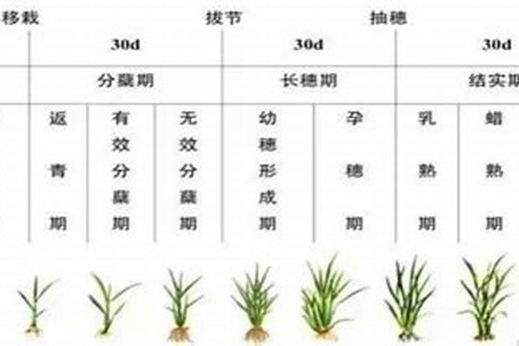 中百优1号栽培技术要点