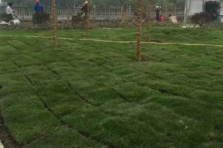 草坪土丨立方米多少钱