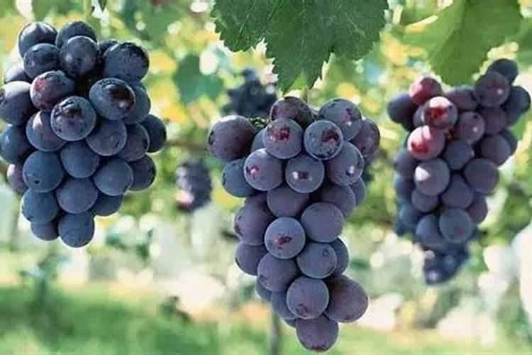 葡萄裂口最佳防治方法