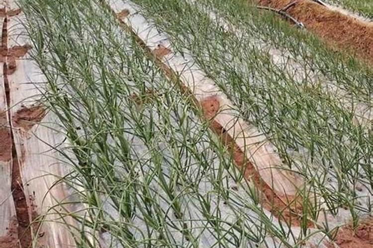 洋葱年后第一水啥时候浇撒啥肥料