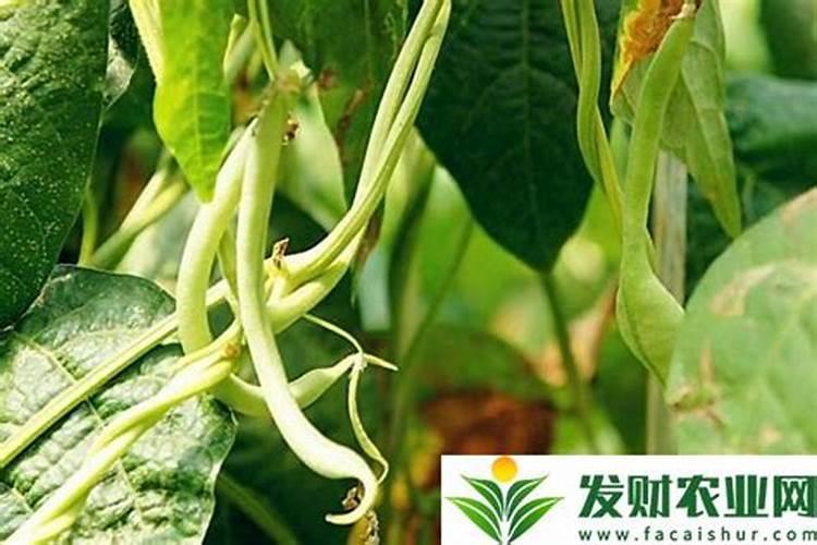 四季豆怎样施肥.施什么肥