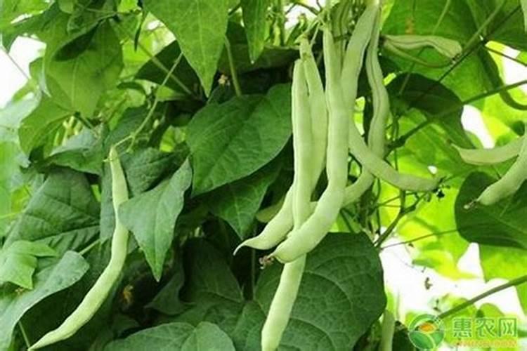 阳台四季豆的种植方法