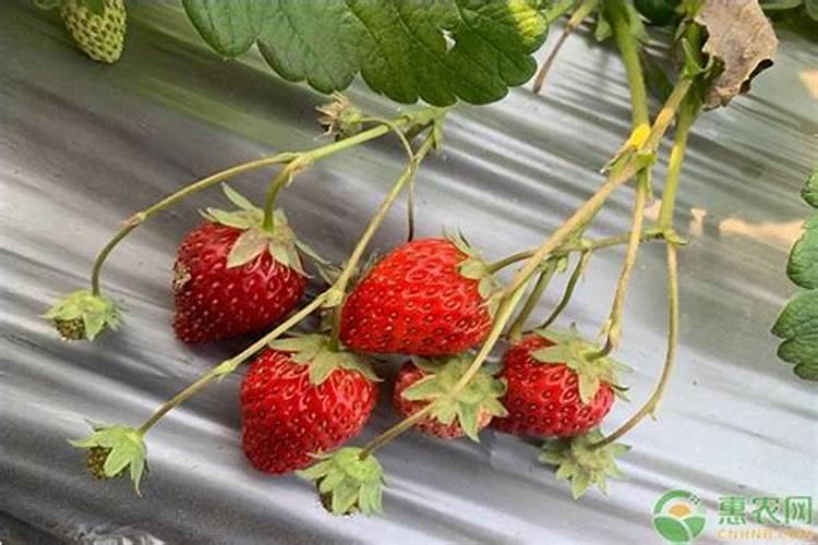 草莓施肥时间和方法