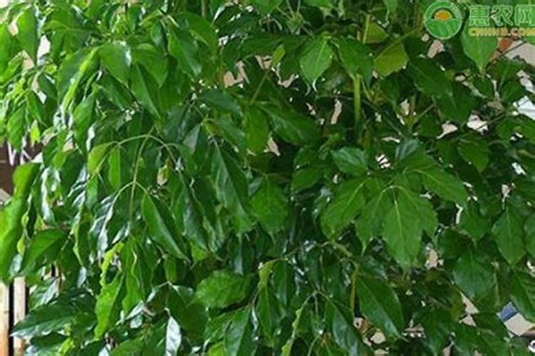幸福树缺肥料什么表现？