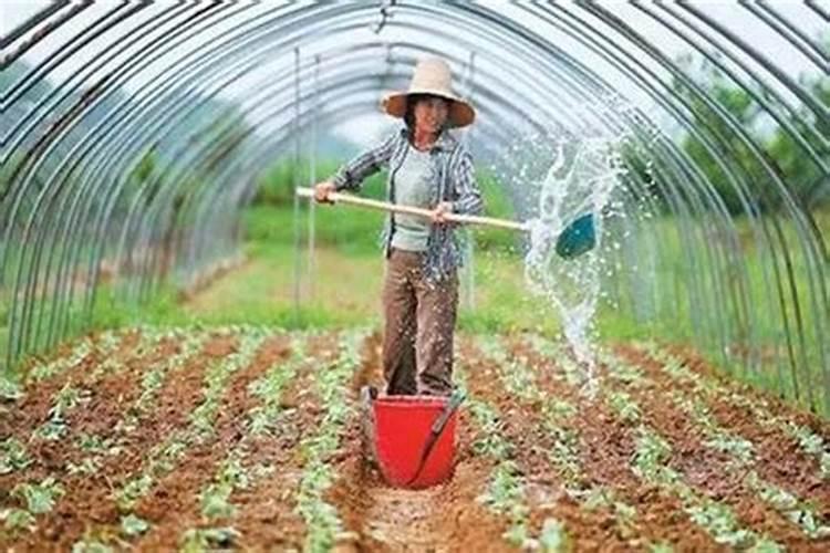 蔬菜常用的冲施肥有哪些