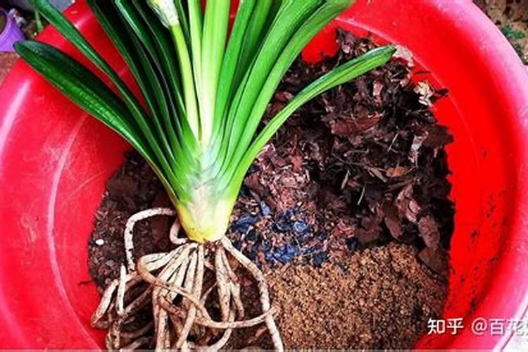 葡萄树底肥放什么肥好(底肥施用方法)