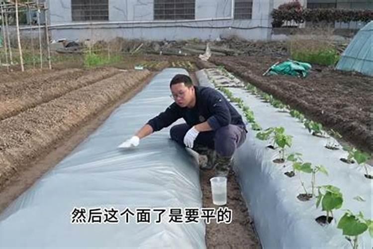 覆膜浇水正确方法 覆膜浇水正确方法是什么
