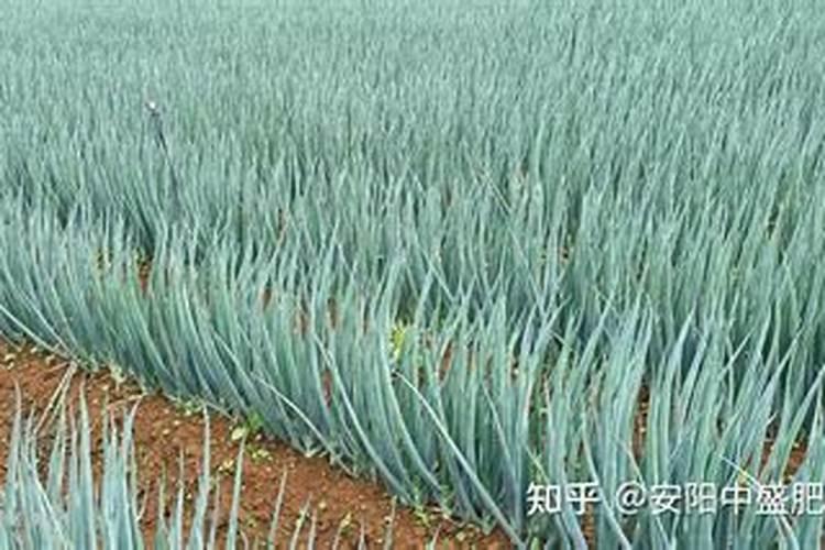 大葱如何追肥