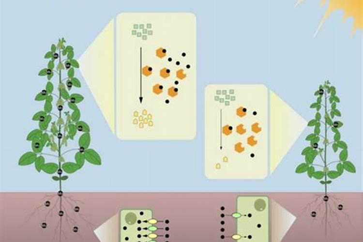 大豆花生使用钼肥,增产20%以上,农民在什么时期使用好？