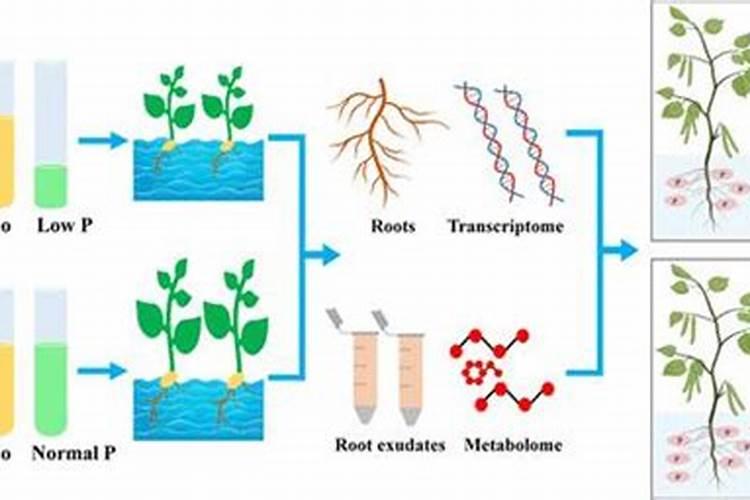 大豆控旺的最佳时期