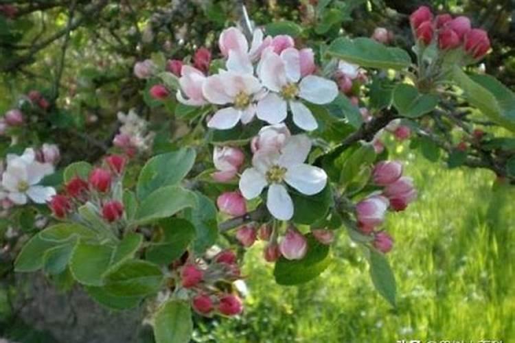苹果花后施什么肥 苹果花后施哪些肥