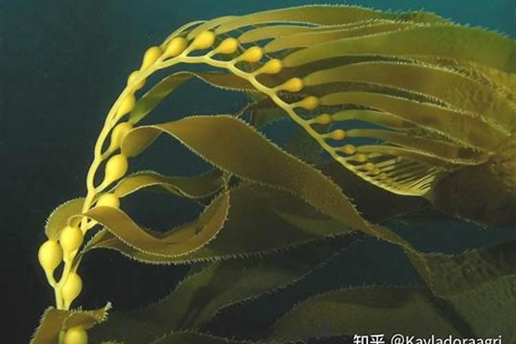 海藻肥对莲藕的好处