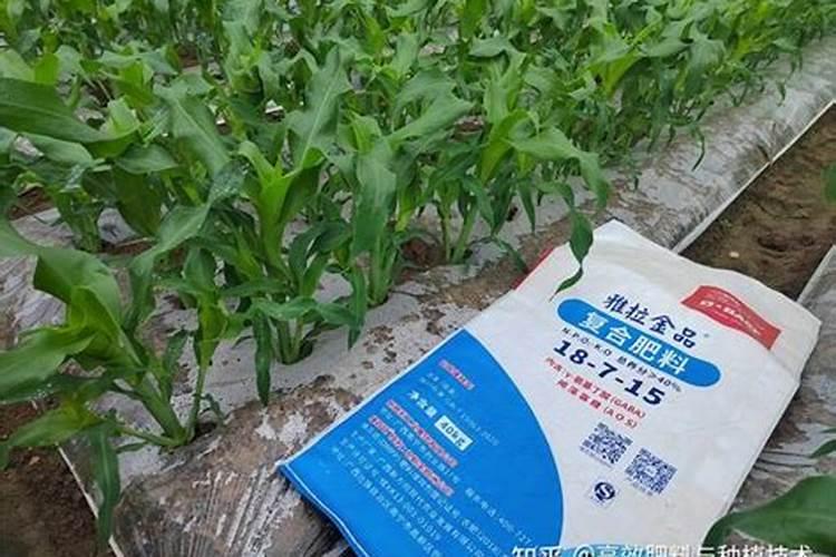 玉米小苗发黄怎么治