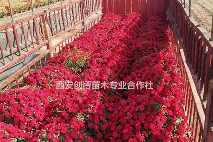 月季施什么肥(两种方案)
