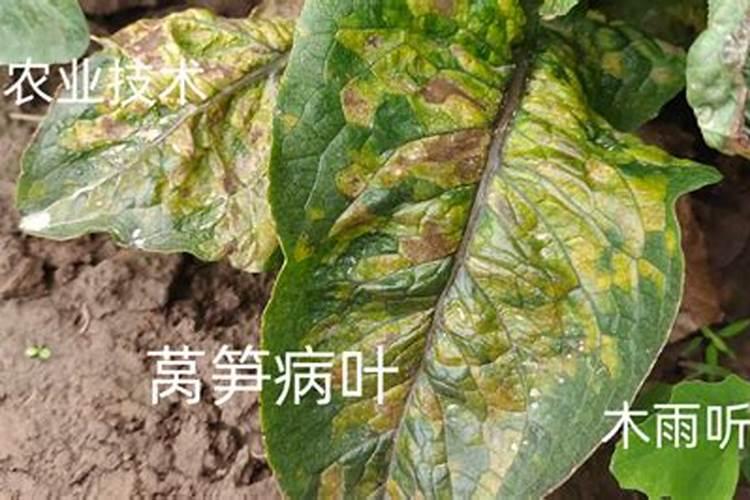 莴笋喷磷酸二氢钾叶面肥有什么效果