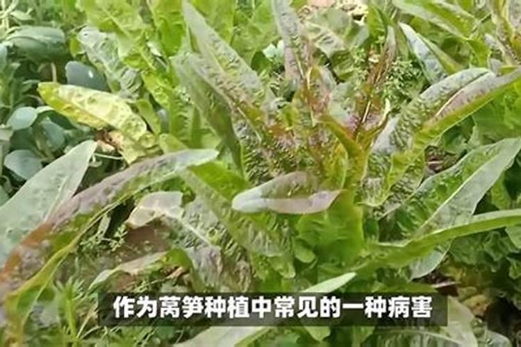 莴苣要不要打叶