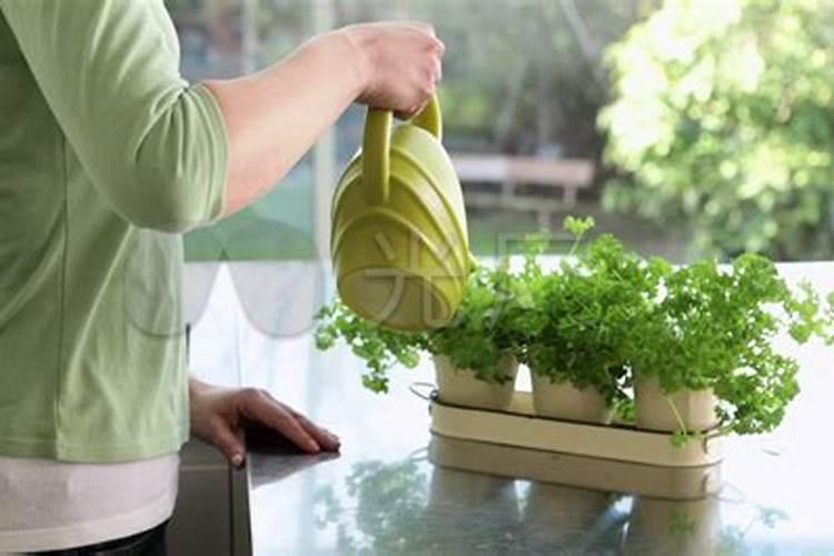 桂花树枝叶少用什么叶面肥能让枝叶茂盛