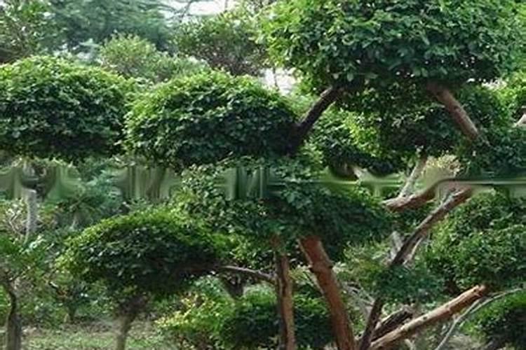 黄杨树为什么不能在家里养