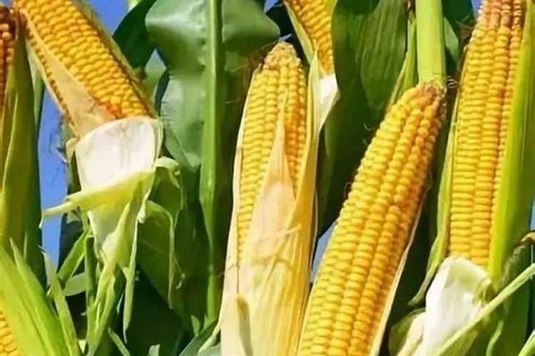 1000公斤产量玉米需氮磷钾量