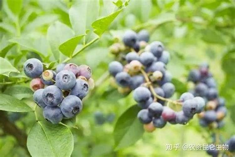 蓝梅叶面肥喷多J有害吗？