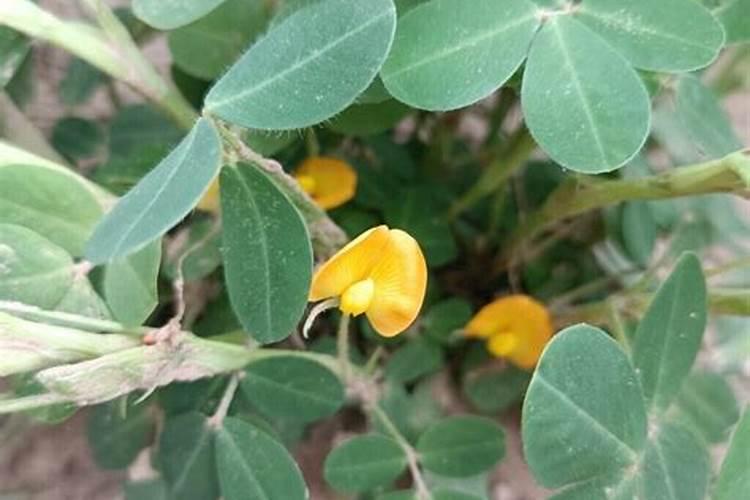 种植花生需要什么肥料 种植花生用什么肥料