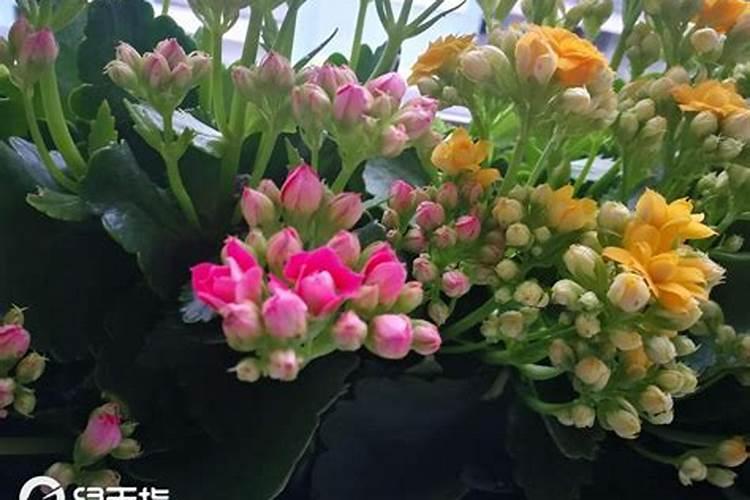 长寿花需要什么肥料