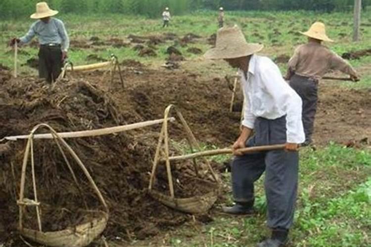 老农民常说的“种菜浇三水、施三肥”是什么,你知道吗？