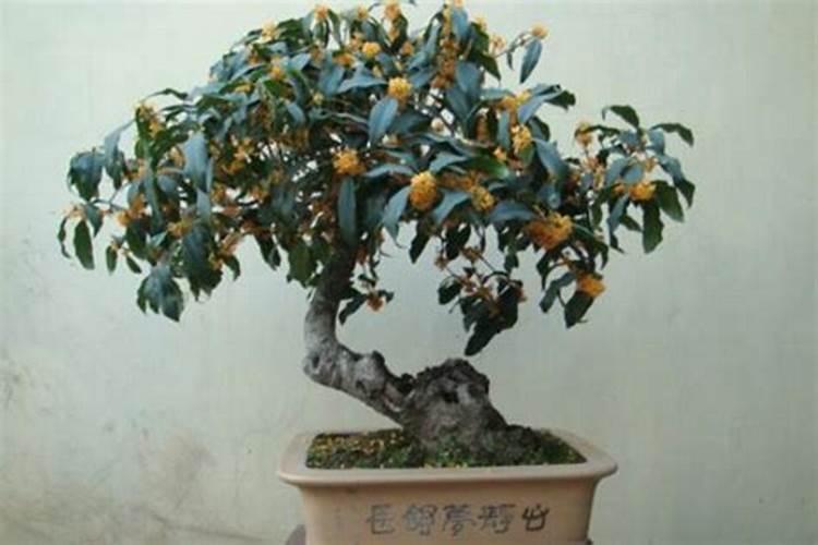四季桂花用什么肥料最好  四季桂开花时能施肥吗