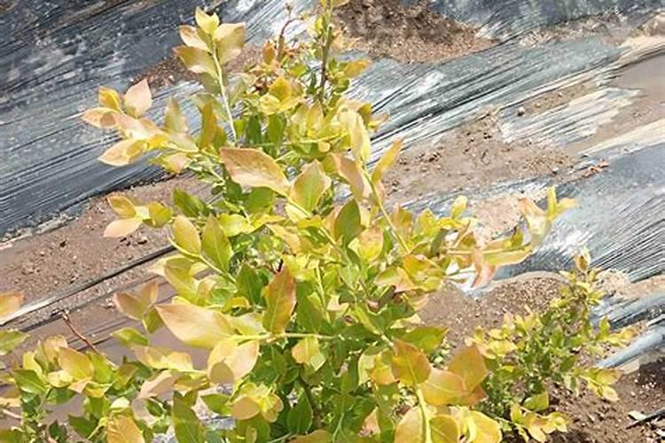 作物叶片黄化是啥原因？用啥肥料能预防呢？