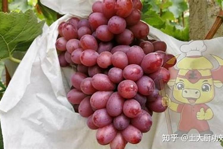 第一年阳光玫瑰栽培养殖方法