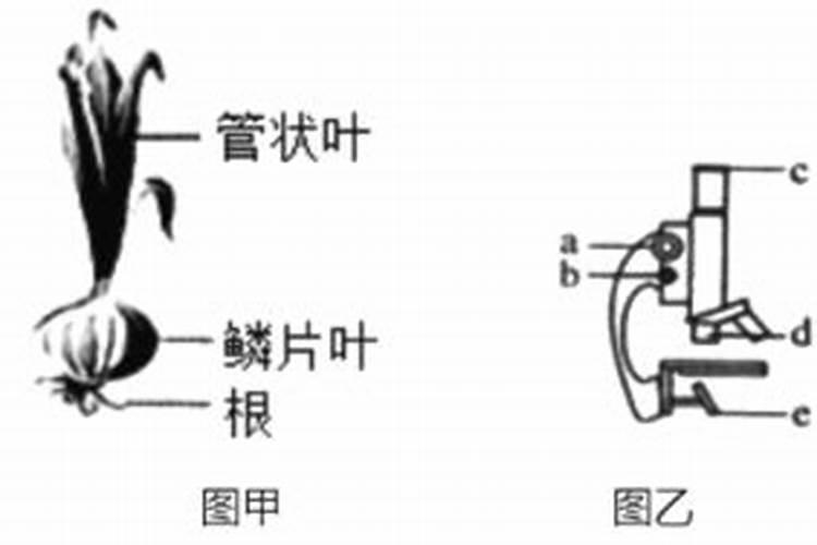 洋葱用什么肥料最好