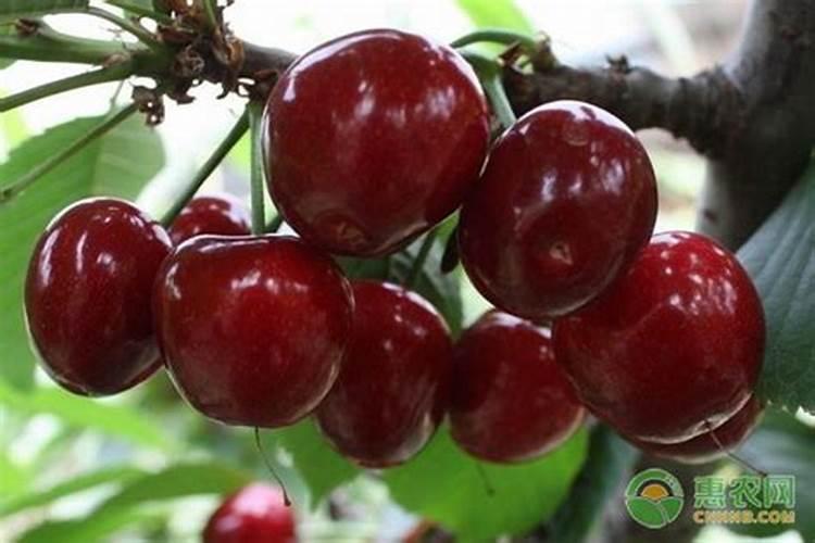 樱桃结果期冲施什么肥料好？樱桃膨果期用哪种水溶肥效果好？