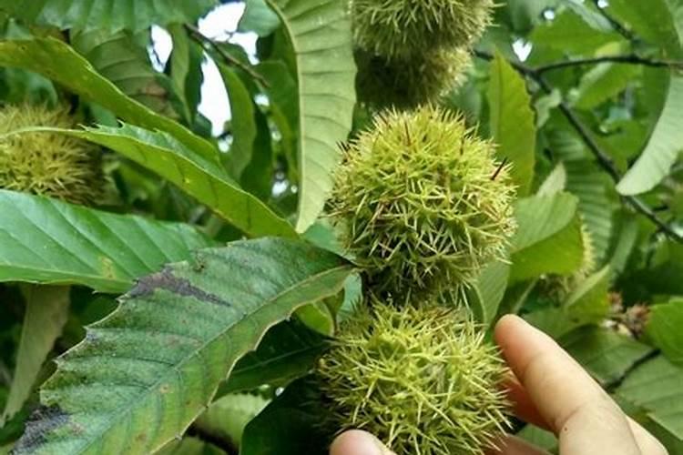 兰草花施什么肥料