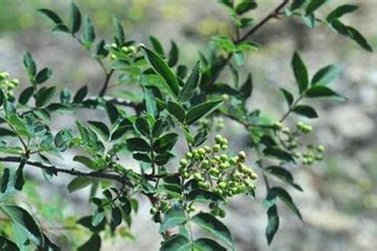花椒树施什么肥