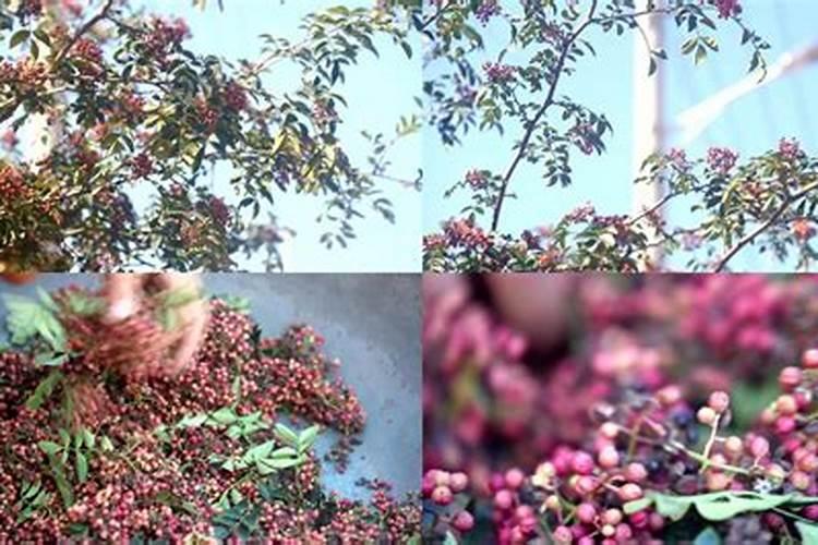 花椒树施什么肥