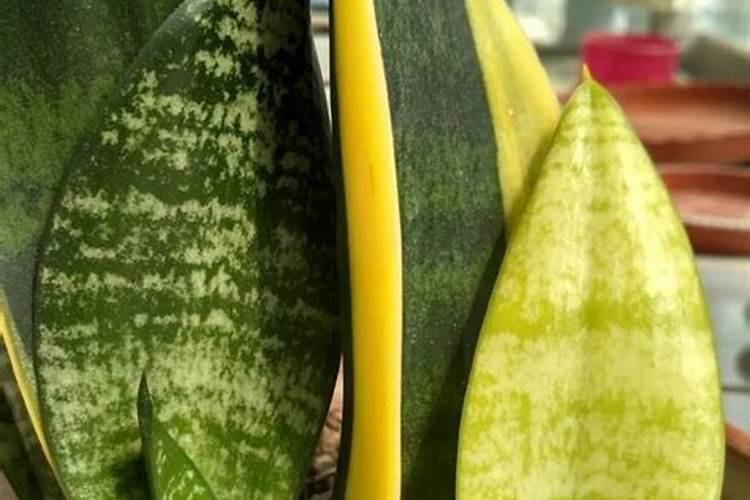 金边虎皮兰上什么肥料